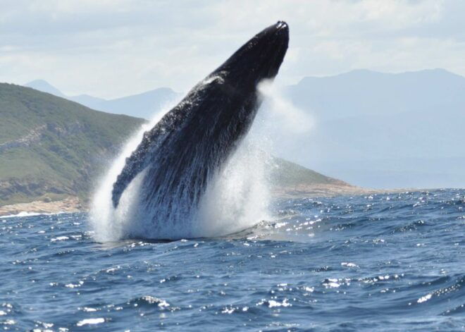 Plettenberg Bay: Whale-Watching Cruise - Experience Overview