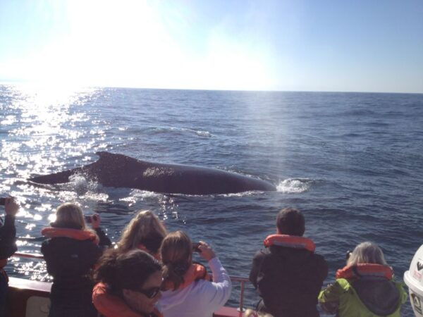 Plettenberg Bay: Whale-Watching Cruise - Restrictions and Directions