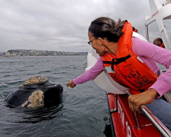 Plettenberg Bay: Whale-Watching Cruise - Frequently Asked Questions