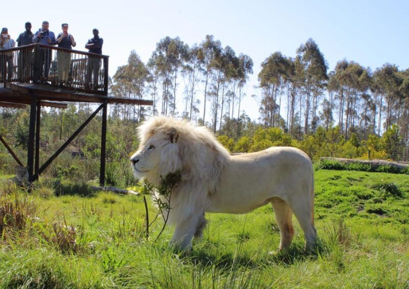 Plettenberg Bay: Wild Cat and Wildlife Guided Tour - Practical Details to Know
