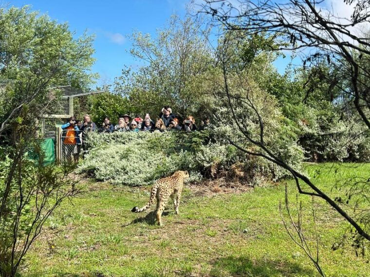 Plettenberg Bay: Wild Cat and Wildlife Guided Tour - The Experience From Our Reviewers’ Perspective