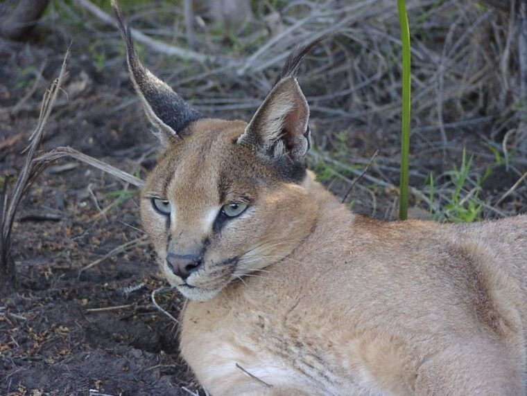 Plettenberg Bay: Wild Cat and Wildlife Guided Tour - FAQs