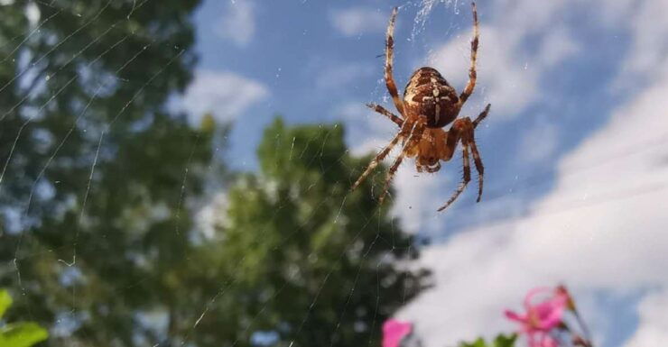 Plitvice Lakes National Park: Walking, Boat, and Train Tour - Tour Experience