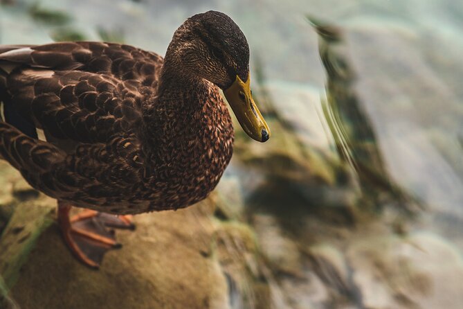 Plitvice Lakes Tour From Split - Economy - Frequently Asked Questions