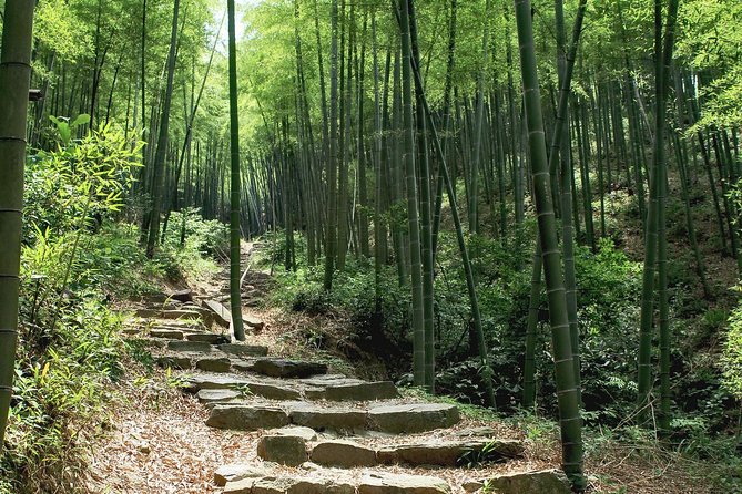Plog and Hike Mount Mogan Nature Reserve – Guided Outdoor Tour From Hangzhou - The Sum Up