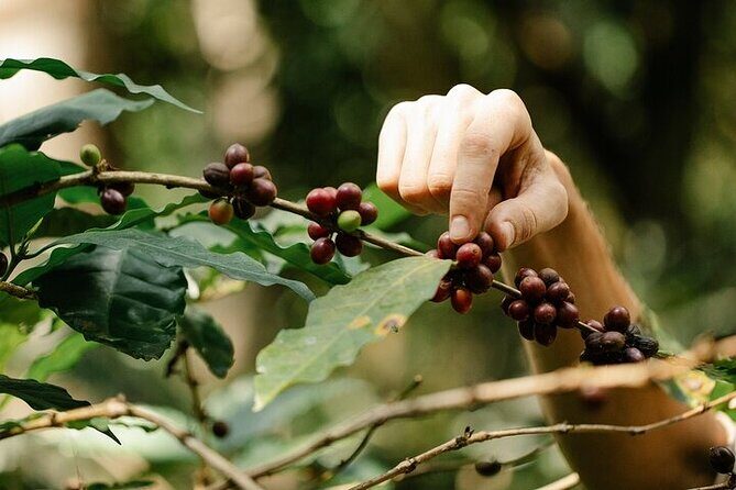 Pluma Hidalgo Coffee Experience - FAQ