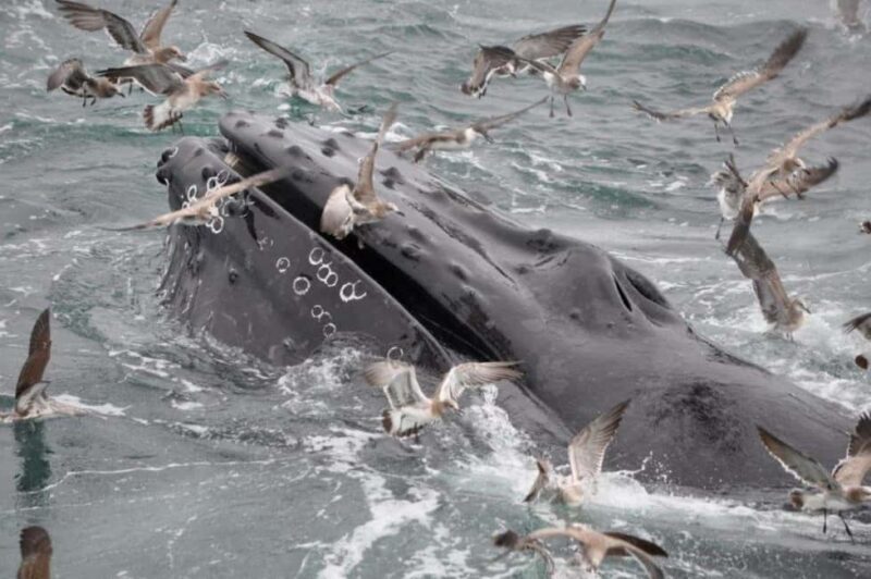 Plymouth: Whale Watching Cruise - FAQs