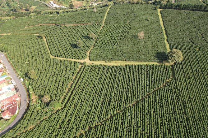 Poás Volcano With Coffee Tour From San Jose Costa Rica - Reviews and Ratings