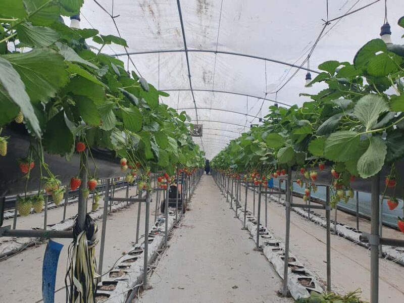 Pocheon Day Trip with Herb Island, Hantan GEO Park & Others - Good To Know  