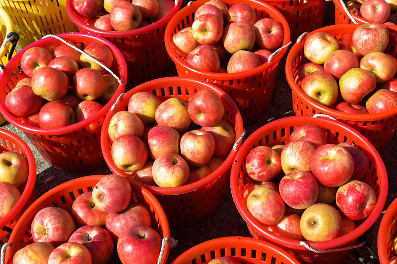 Pocheon & Seasonal Hot Attractions One Day Tour from Seoul - Herb Island, pink sand and seasonal displays