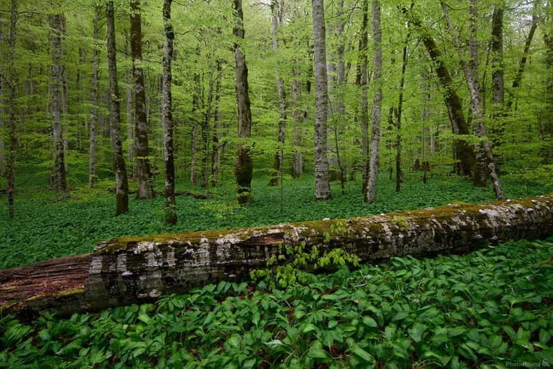 Podgorica: Biogradska Gora, Moraca and Kolasin Day Tour - Exploring Montenegro’s Natural and Cultural Heritage