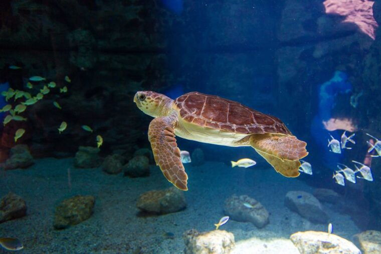 Poem of the Sea Skip-the-Line Ticket - Witnessing the Underwater World