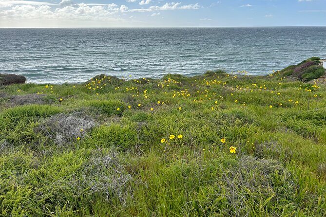 Point Loma Tide Pool Tour - The Value of Guided Marine Tours