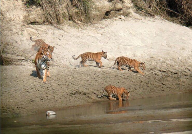 Pokhara: 1 Night 2 Day Chitwan Safari Tour - Highlights of the Chitwan Safari Tour