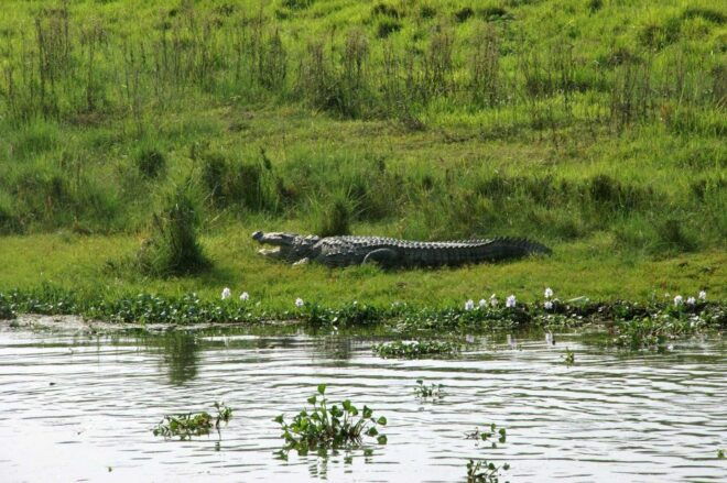 Pokhara: 1 Night 2 Day Chitwan Safari Tour - Additional Information