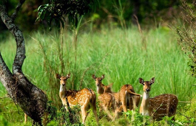 Pokhara: 1 Night 2 Day Chitwan Safari Tour - Engaging Jungle Activities