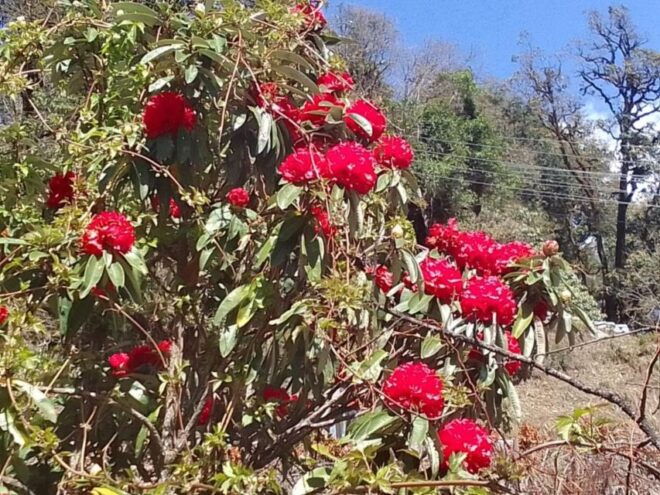 Pokhara: 10-Day Adventurous Annapurna Circuit Trek - Itinerary