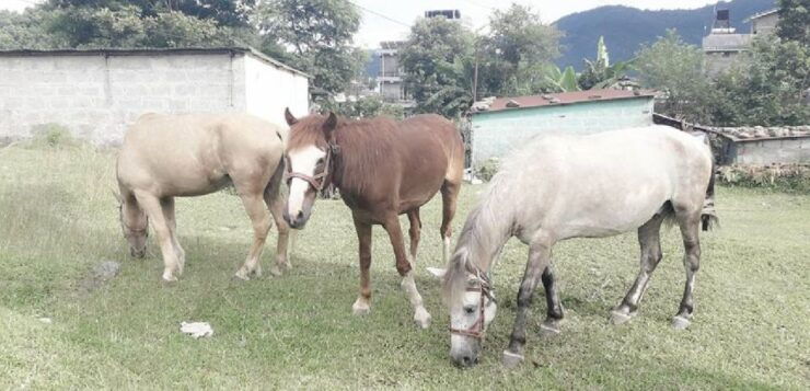 Pokhara: 2.5-Hour Horse-Pony Ride in Nature - Booking Details