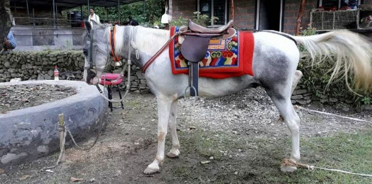 Pokhara: 2.5-Hour Horse-Pony Ride in Nature - Experience Highlights