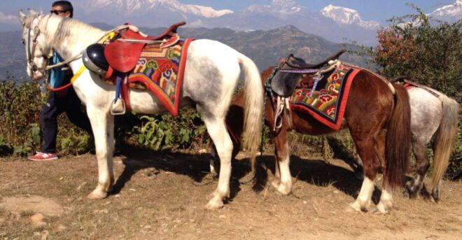 Pokhara: 2.5-Hour Horse-Pony Ride in Nature - Full Description