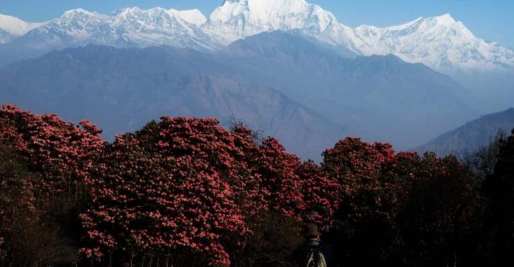 Pokhara: 2-Day Poon Hill Trek With Sunrise Views - Detailed Trek Itinerary