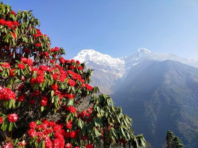 Pokhara: 3-Day Australian Camp, Dhampus, Ghandruk Trek … - Trekking Experience and Highlights