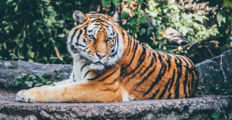 Pokhara: 3-Day Culture Wildlife and Jungle Safari Experience - Experience and Activities