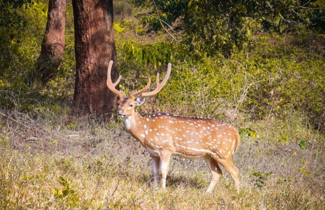 Pokhara: 3-Day Culture Wildlife and Jungle Safari Experience - Highlights of the Trip