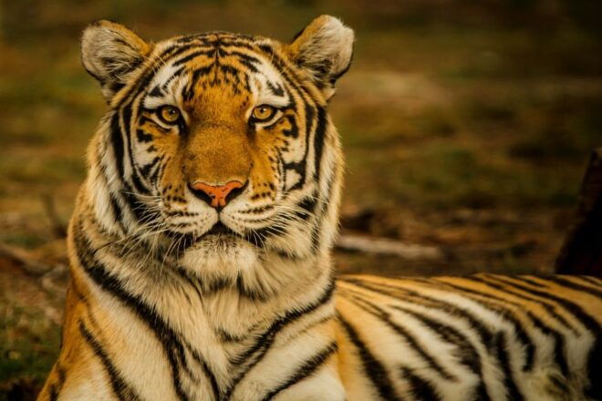 Pokhara: 3-Day Culture Wildlife and Jungle Safari Experience - Exclusions