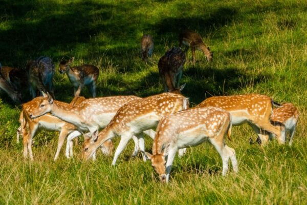 Pokhara: 3-Day Culture Wildlife and Jungle Safari Experience - Cultural Shows and Authentic Cuisine