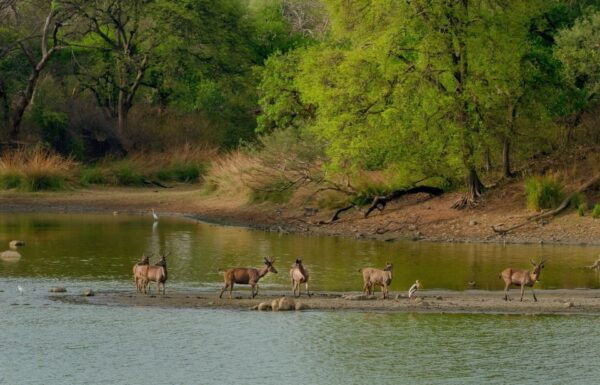 Pokhara: 3-Day Culture Wildlife and Jungle Safari Experience - Wildlife Encounters in Chitwan National Park