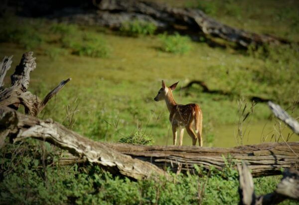 Pokhara: 3-Day Culture Wildlife and Jungle Safari Experience - Immersion in the Tharu Community