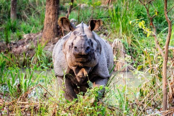 Pokhara: 3-Day Culture Wildlife and Jungle Safari Experience - Common Questions