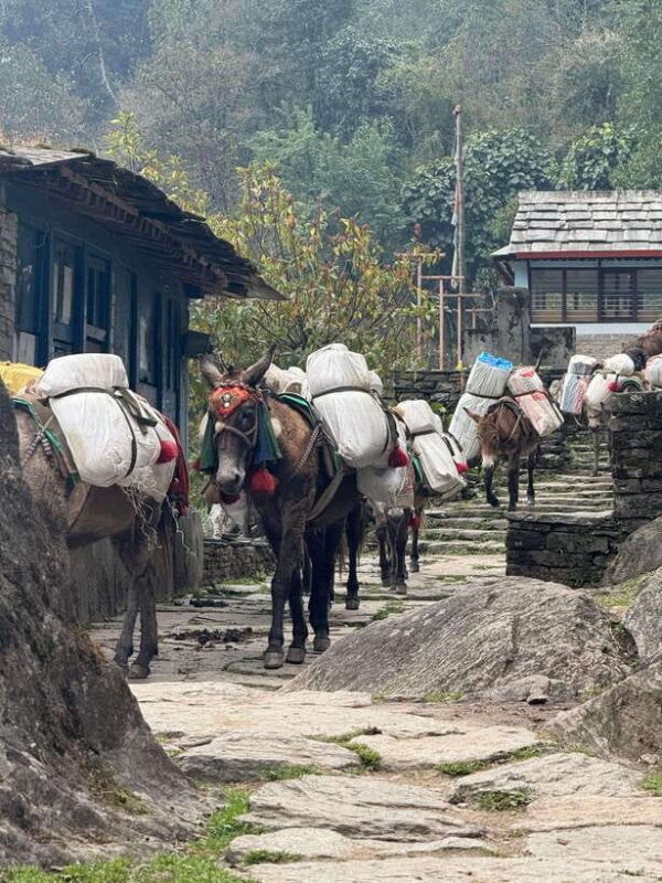 Pokhara: 3-Day Poon Hill Trek with Sunrise View - FAQ