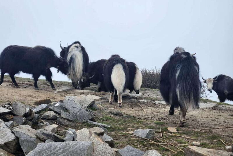 Pokhara: 4-Day Mardi Himal Trek - Day 2: Forest Camp to High Camp