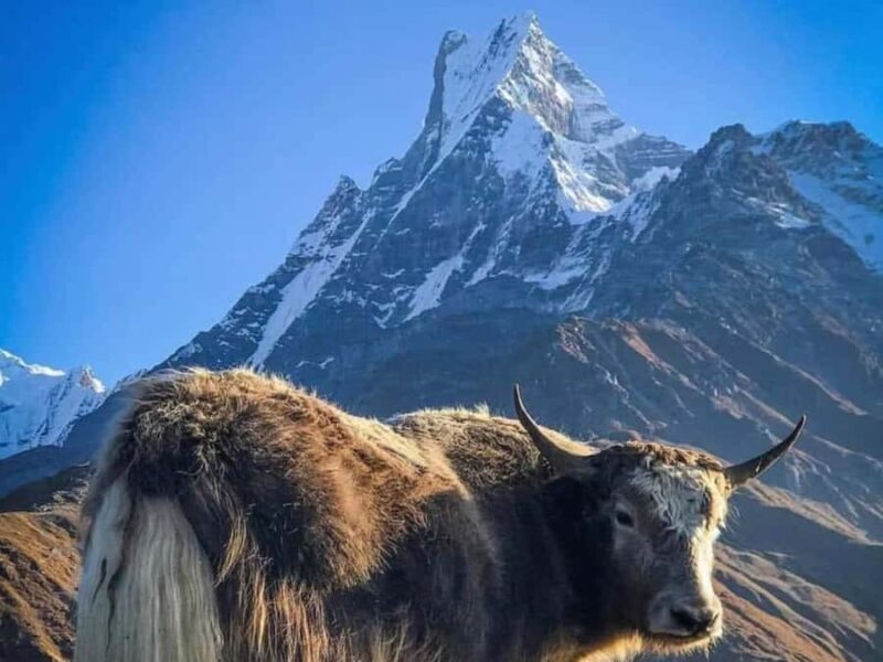 Pokhara: 4-Day Mesmerizing Mardi Himal Guided Trek - An Overview of the Experience