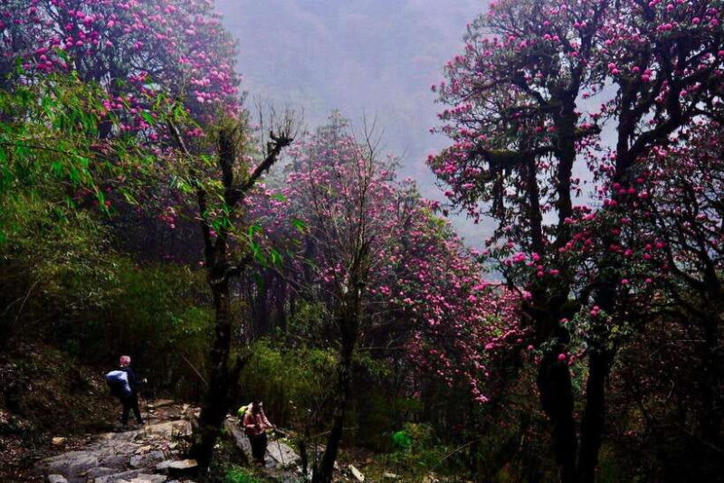 Pokhara: 4-Day Poon Hill and Ghandruk Guided Trek - Who Is This Trek Best For?