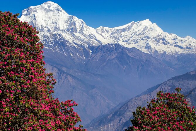 Pokhara: 4 Days Poon Hill Trek via Ghandruk Village - Common Questions
