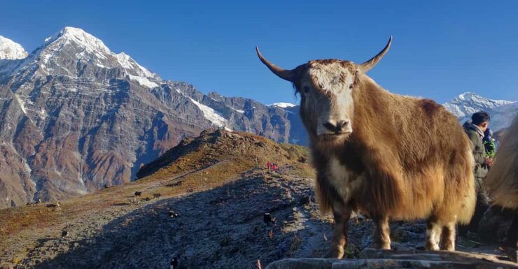 Pokhara: 5-Day Mardi Base Camp Guided Trek With Hot Spring - Detailed Trek Itinerary