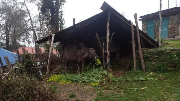 Pokhara: 5-Day Mardi Himal Base Camp Trek With Transfers - Questions You May Have