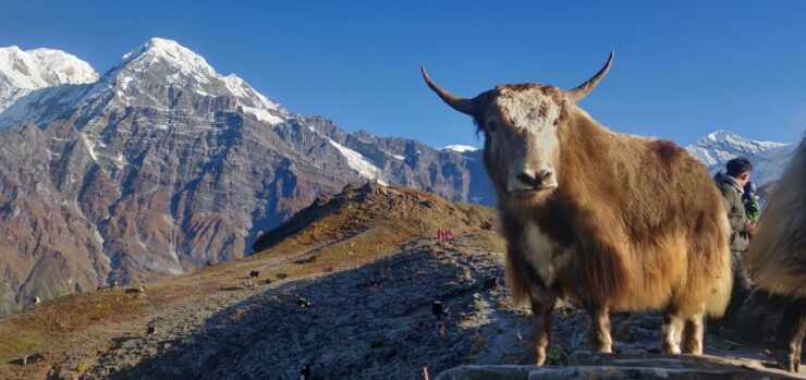 Pokhara: 5-Day Mardi Himal Trek - Trekking Route Overview