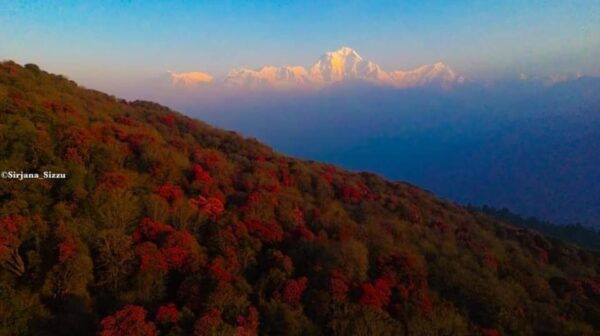Pokhara: 7-Day Annapurna Base Camp Via PoonHill & Hot Spring - Customer Feedback