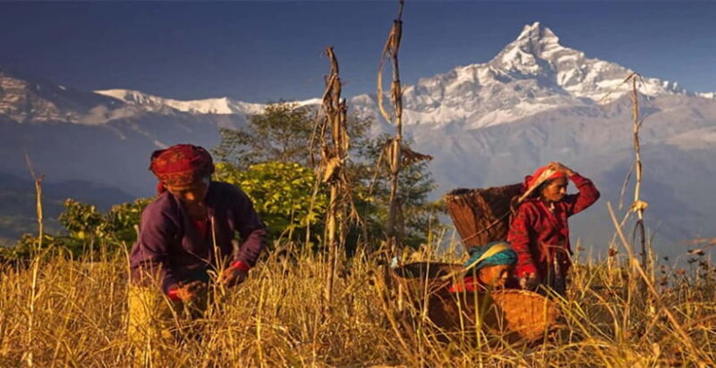 Pokhara: Day Hiking to Australian Base Camp with Lunch - FAQ