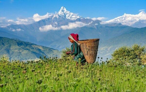 Pokhara: Dhampus Village Car Tour for Scenic Himalayas - Questions You May Have