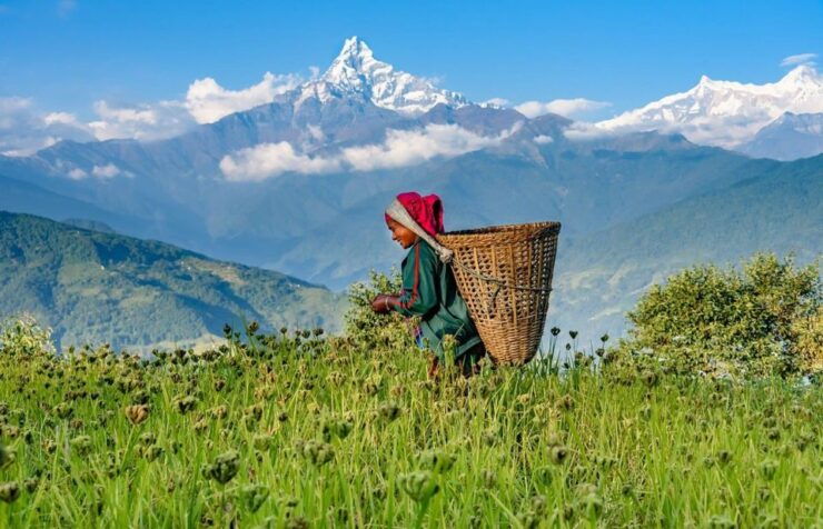 Pokhara: Dhampus Village Guided Day Tour - Lap on Mountain - Tour Details and Booking Information