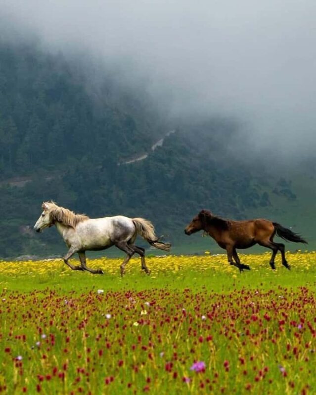 Pokhara: Dhorpatan 2-Day Jeep Tour with lady Guide - The Practical Side: Transportation, Facilities, and Timing