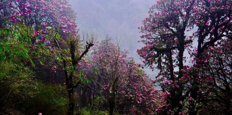 Pokhara: Easy 3-Day Ghorephani and Poon Hill Trek - The Experience: Highlights and Practicalities