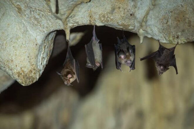 Pokhara Full-Day Private Tour Area Highlights - Bat Cave