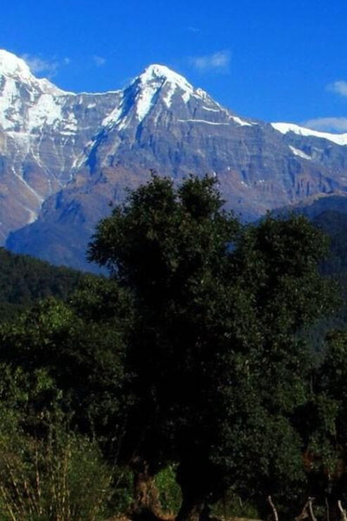 Pokhara: Guided Day Hike From Dampus To Australian Base Camp - Hiking Experience