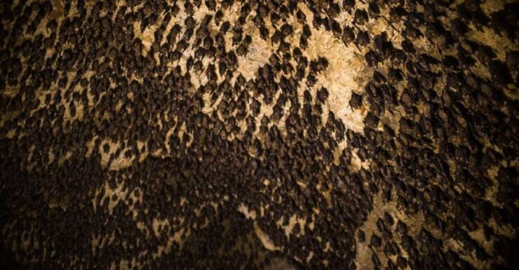 Pokhara: Guided Mahendra, Gupteshwor Mahadev & Bat Cave Tour - General Information